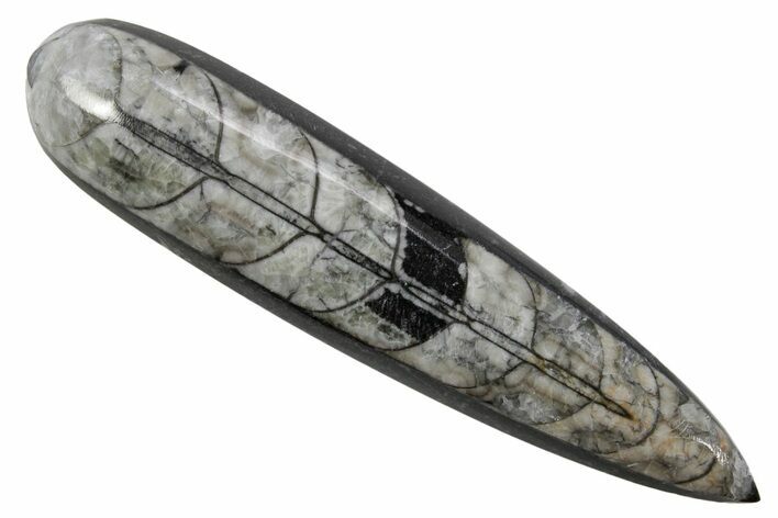 Polished Fossil Orthoceras (Cephalopod) - Morocco #363830